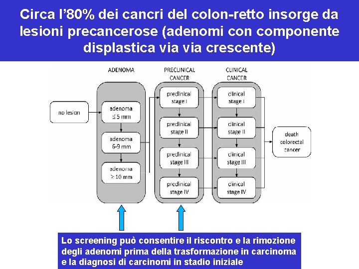 Circa l’ 80% dei cancri del colon-retto insorge da lesioni precancerose (adenomi con componente