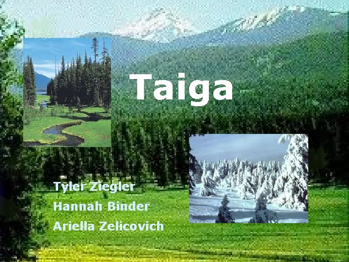 Taiga Tyler Ziegler Hannah Binder Ariella Zelicovich 