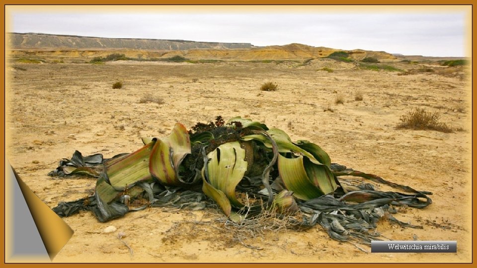 Welwitschia mirabilis 