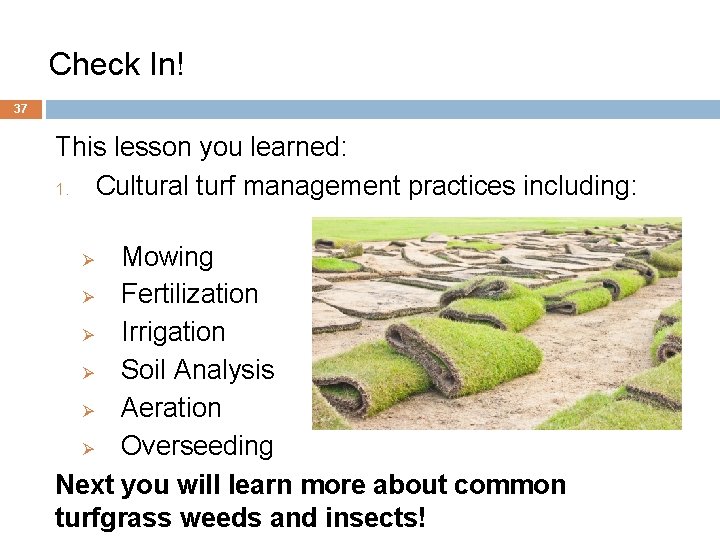 Check In! 37 This lesson you learned: 1. Cultural turf management practices including: Mowing