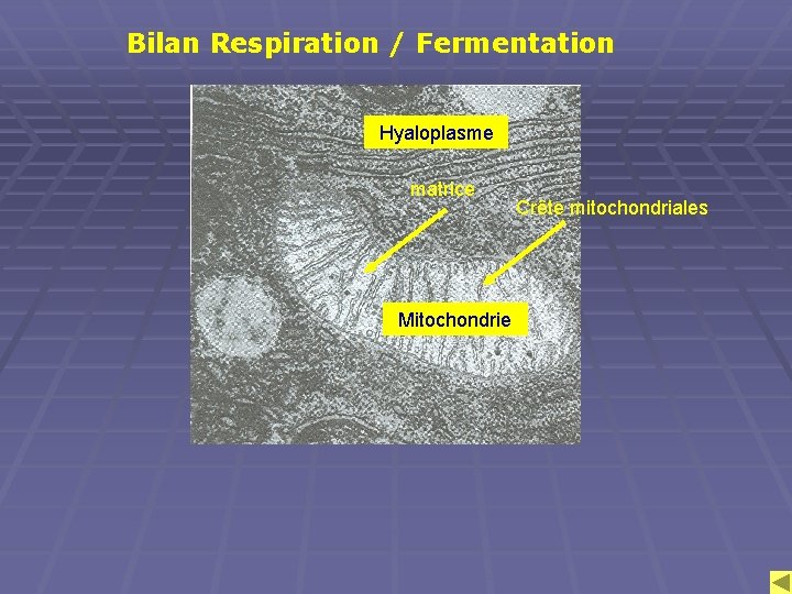 Bilan Respiration / Fermentation Hyaloplasme matrice Mitochondrie Crête mitochondriales 