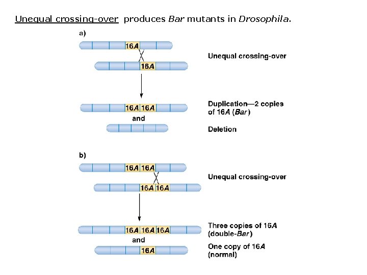 Unequal crossing-over produces Bar mutants in Drosophila. 