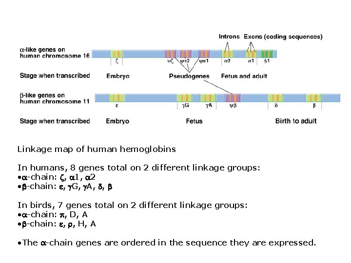 Linkage map of human hemoglobins In humans, 8 genes total on 2 different linkage