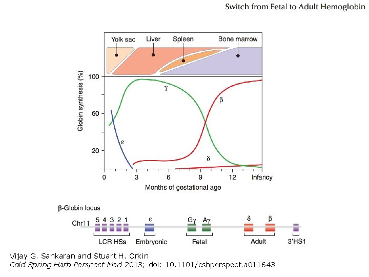 Vijay G. Sankaran and Stuart H. Orkin Cold Spring Harb Perspect Med 2013; doi: