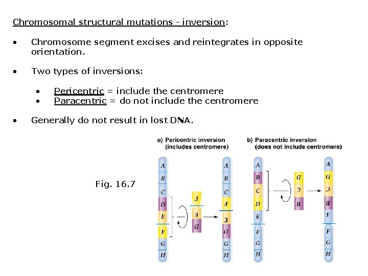 Chromosomal structural mutations - inversion: • Chromosome segment excises and reintegrates in opposite orientation.