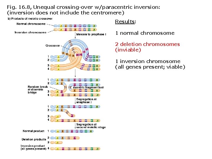 Fig. 16. 8, Unequal crossing-over w/paracentric inversion: (inversion does not include the centromere) Results:
