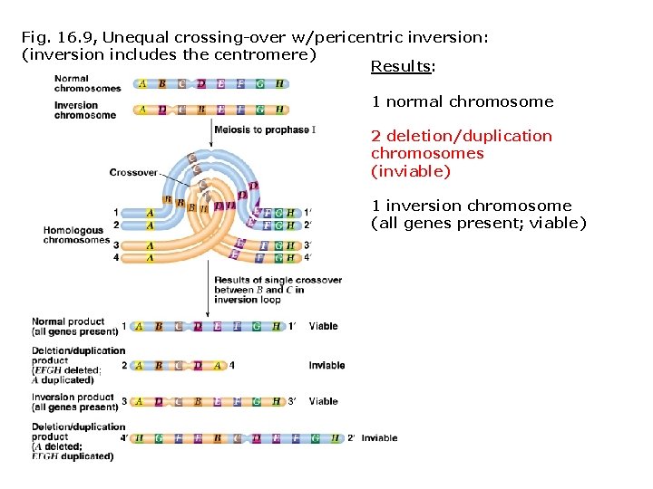 Fig. 16. 9, Unequal crossing-over w/pericentric inversion: (inversion includes the centromere) Results: 1 normal