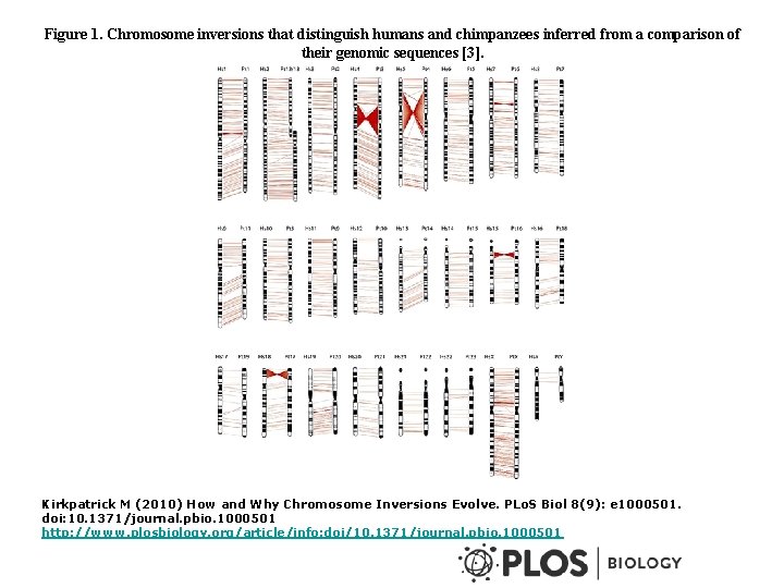 Figure 1. Chromosome inversions that distinguish humans and chimpanzees inferred from a comparison of