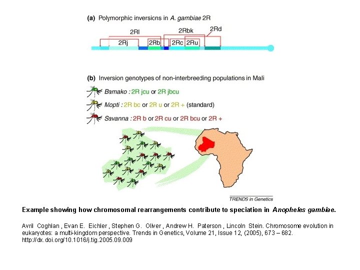 Example showing how chromosomal rearrangements contribute to speciation in Anopheles gambiae. Avril Coghlan ,