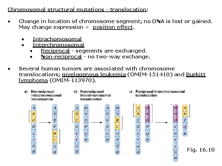 Chromosomal structural mutations - translocation: • Change in location of chromosome segment; no DNA
