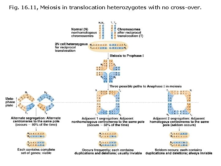Fig. 16. 11, Meiosis in translocation heterozygotes with no cross-over. 