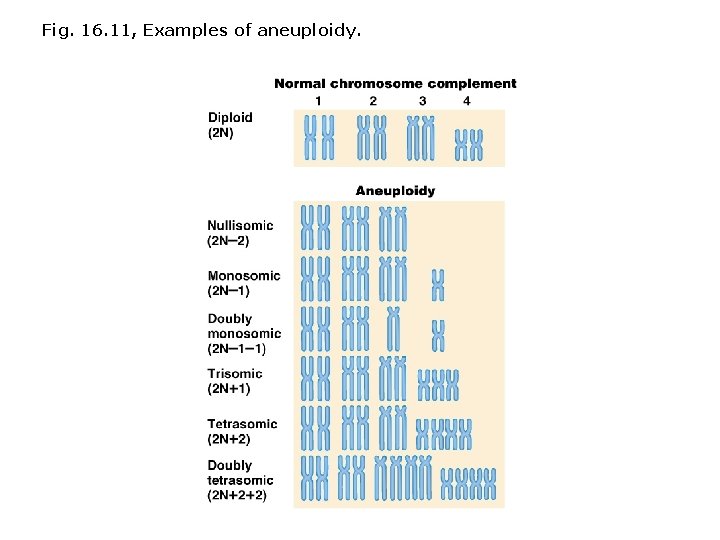 Fig. 16. 11, Examples of aneuploidy. 