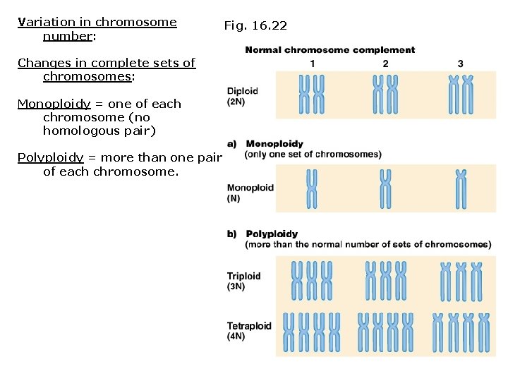Variation in chromosome number: Changes in complete sets of chromosomes: Monoploidy = one of