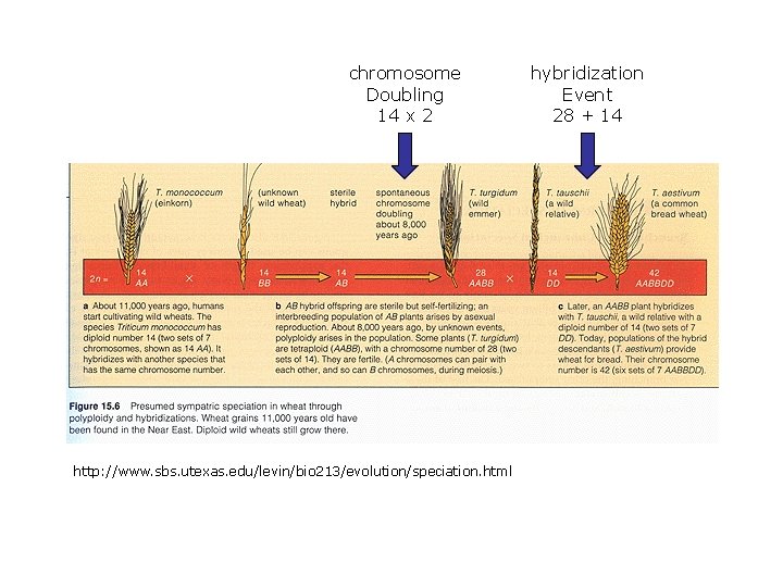 chromosome Doubling 14 x 2 http: //www. sbs. utexas. edu/levin/bio 213/evolution/speciation. html hybridization Event