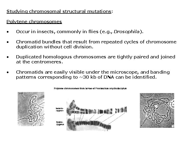 Studying chromosomal structural mutations: Polytene chromosomes • Occur in insects, commonly in flies (e.