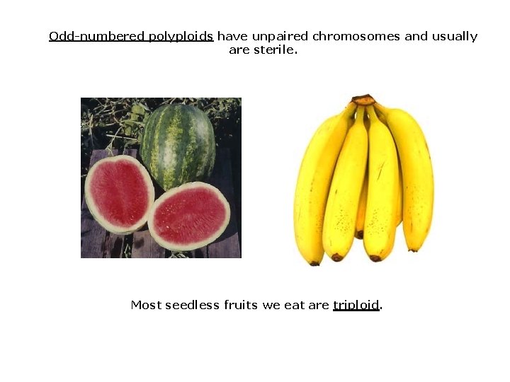 Odd-numbered polyploids have unpaired chromosomes and usually are sterile. Most seedless fruits we eat