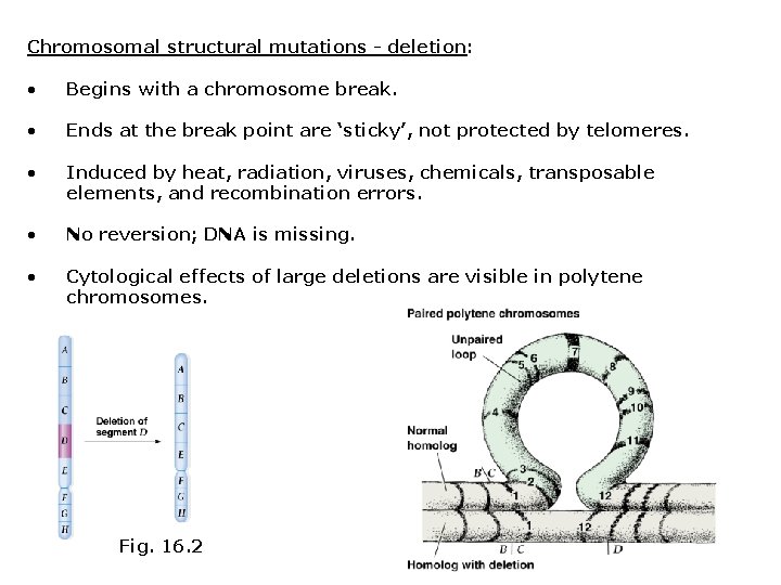 Chromosomal structural mutations - deletion: • Begins with a chromosome break. • Ends at