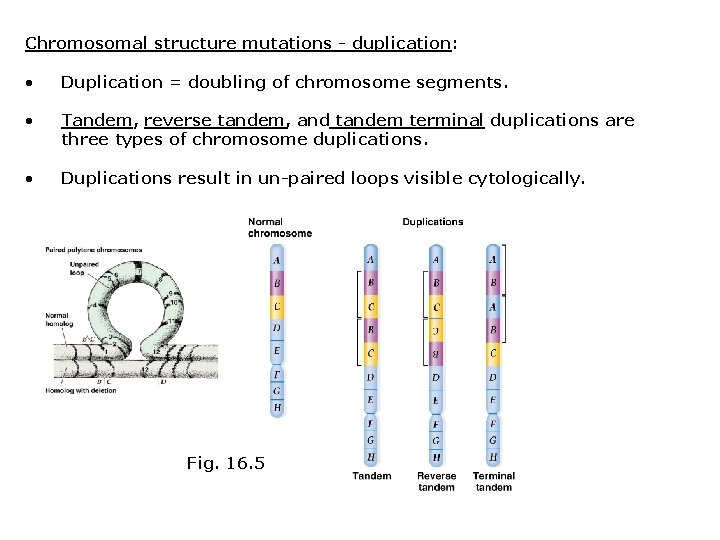 Chromosomal structure mutations - duplication: • Duplication = doubling of chromosome segments. • Tandem,