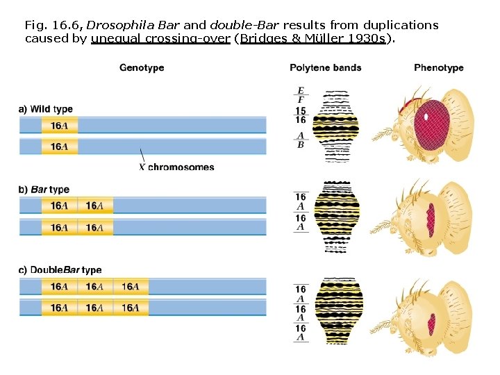 Fig. 16. 6, Drosophila Bar and double-Bar results from duplications caused by unequal crossing-over