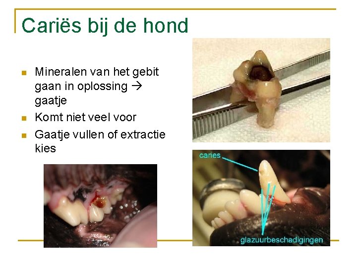 Cariës bij de hond n n n Mineralen van het gebit gaan in oplossing