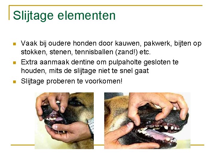 Slijtage elementen n Vaak bij oudere honden door kauwen, pakwerk, bijten op stokken, stenen,