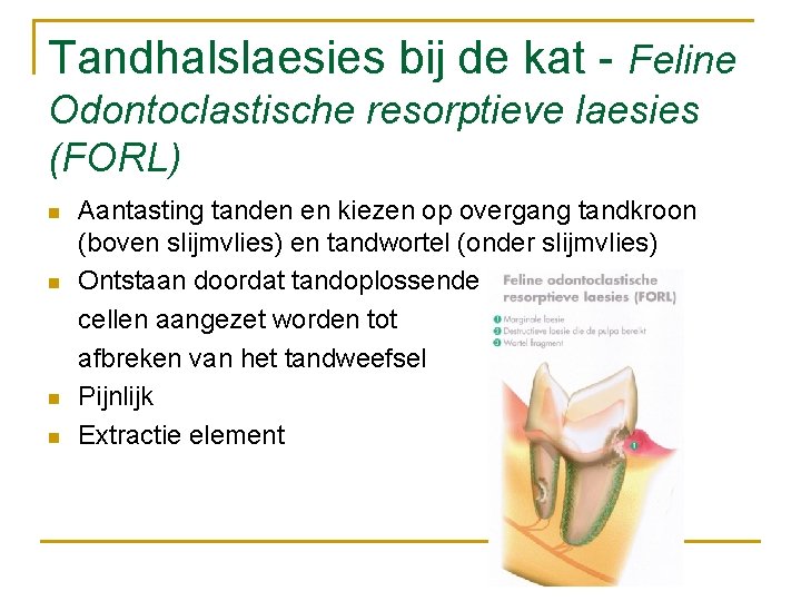 Tandhalslaesies bij de kat - Feline Odontoclastische resorptieve laesies (FORL) n n Aantasting tanden