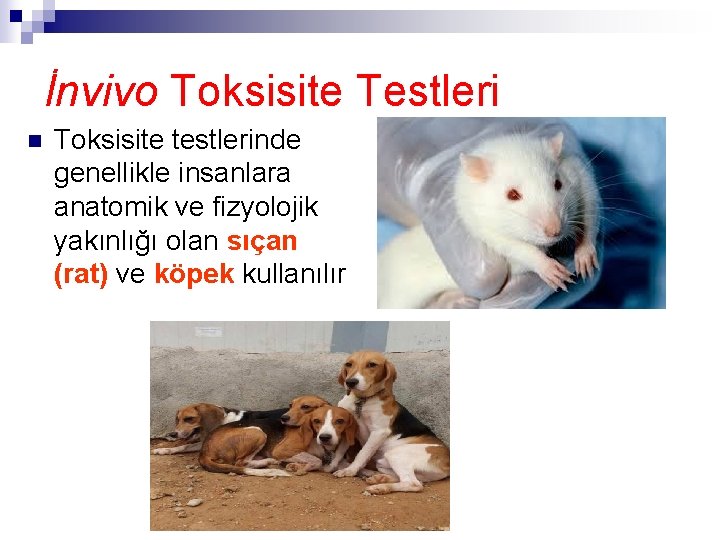 İnvivo Toksisite Testleri n Toksisite testlerinde genellikle insanlara anatomik ve fizyolojik yakınlığı olan sıçan