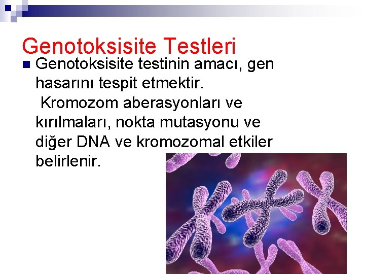 Genotoksisite Testleri n Genotoksisite testinin amacı, gen hasarını tespit etmektir. Kromozom aberasyonları ve kırılmaları,