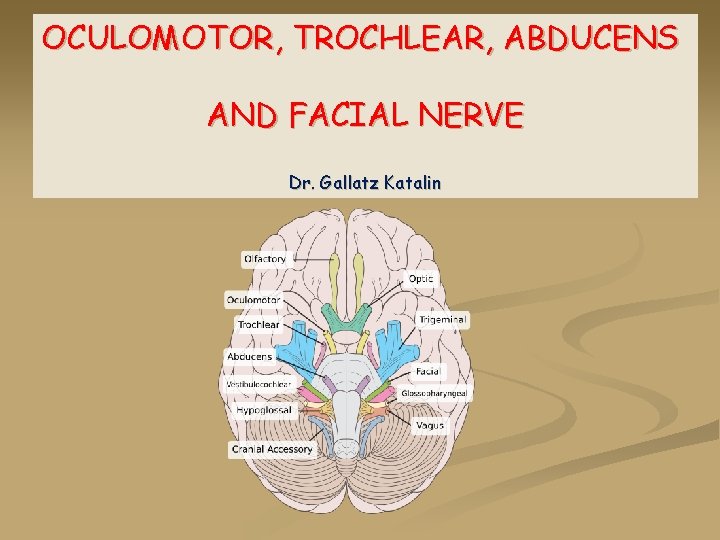 OCULOMOTOR, TROCHLEAR, ABDUCENS AND FACIAL NERVE Dr. Gallatz Katalin 