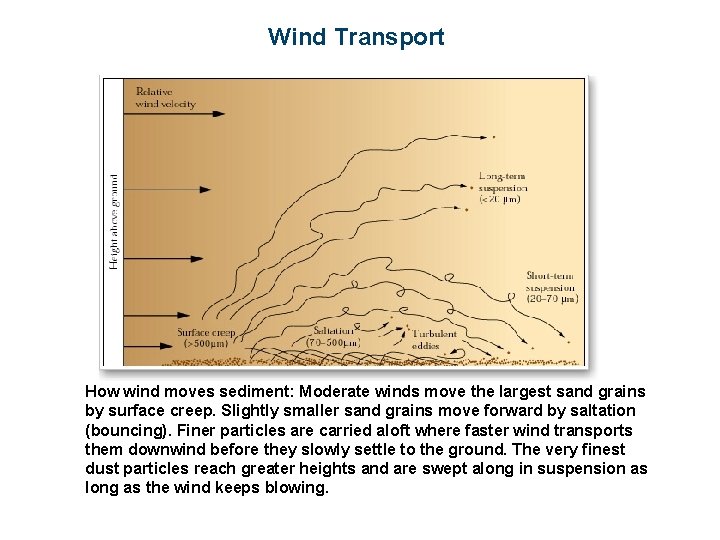 Wind Transport How wind moves sediment: Moderate winds move the largest sand grains by