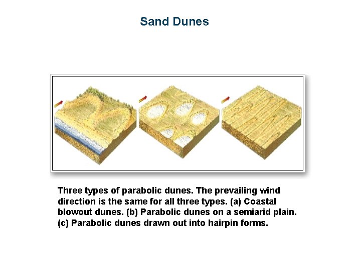 Sand Dunes Three types of parabolic dunes. The prevailing wind direction is the same