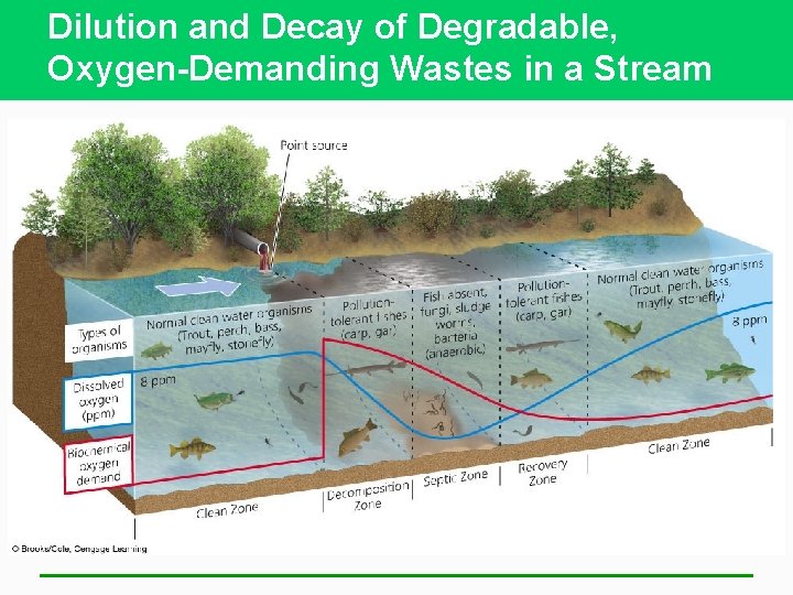 Dilution and Decay of Degradable, Oxygen-Demanding Wastes in a Stream 
