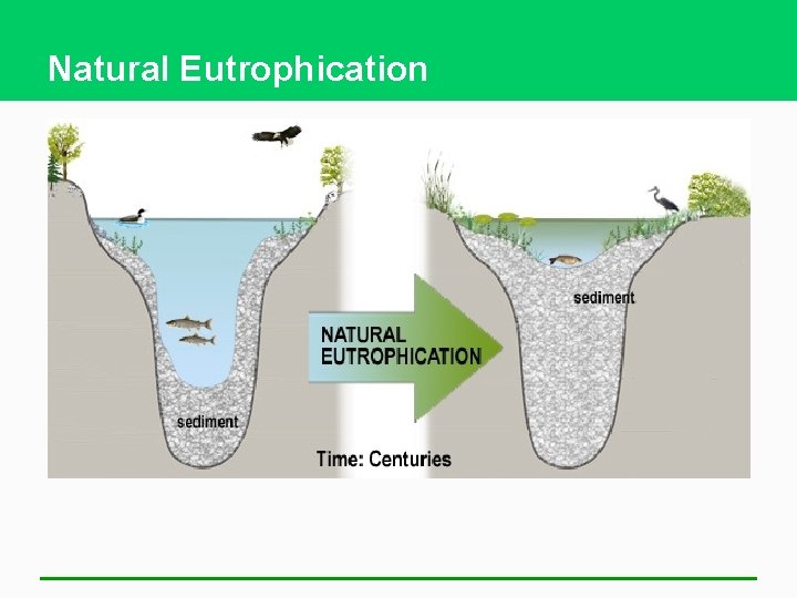 Natural Eutrophication 