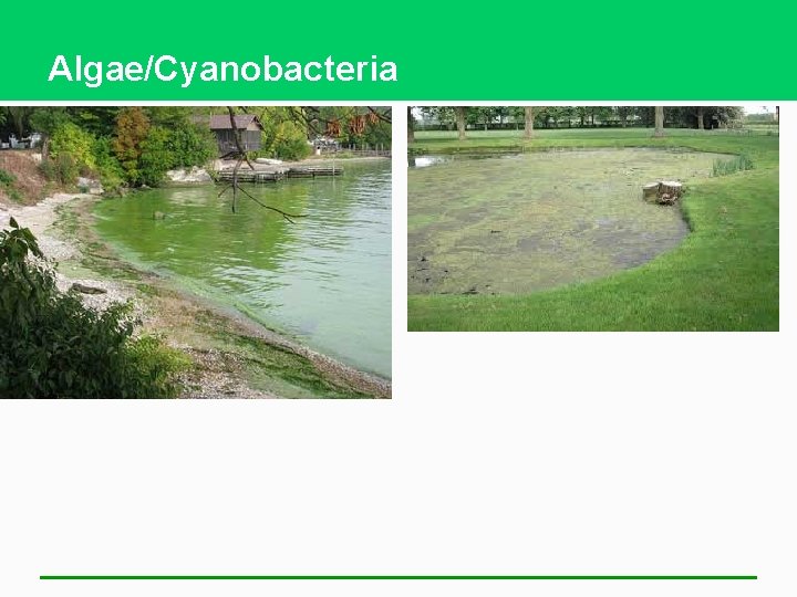 Algae/Cyanobacteria 