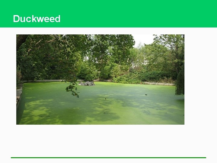 Duckweed 