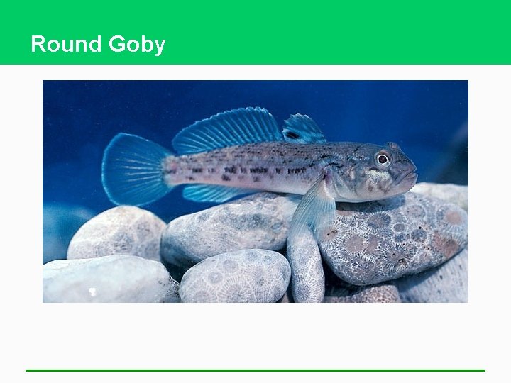 Round Goby 