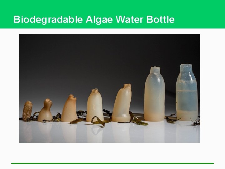 Biodegradable Algae Water Bottle 