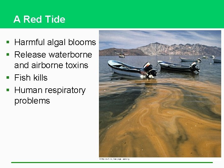 A Red Tide § Harmful algal blooms § Release waterborne and airborne toxins §