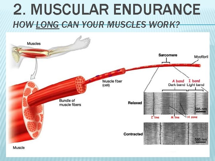 2. MUSCULAR ENDURANCE HOW LONG CAN YOUR MUSCLES WORK? 