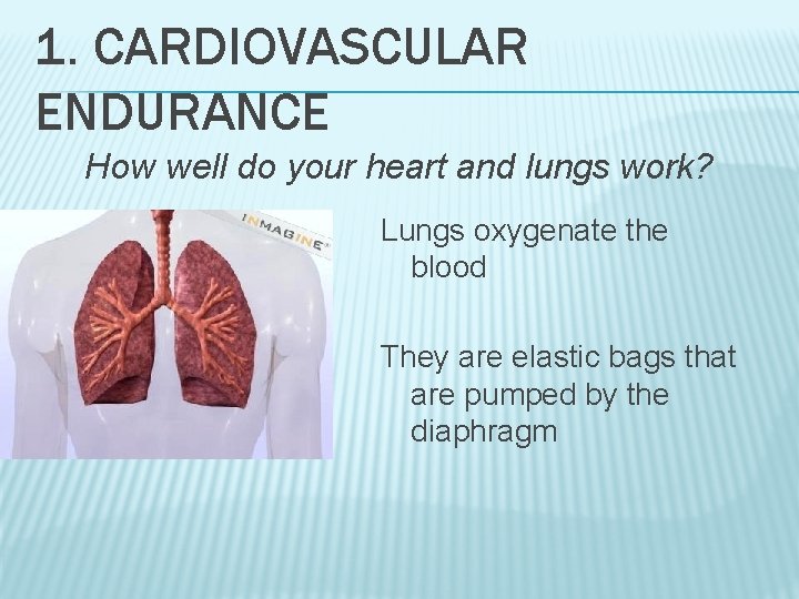 1. CARDIOVASCULAR ENDURANCE How well do your heart and lungs work? Lungs oxygenate the