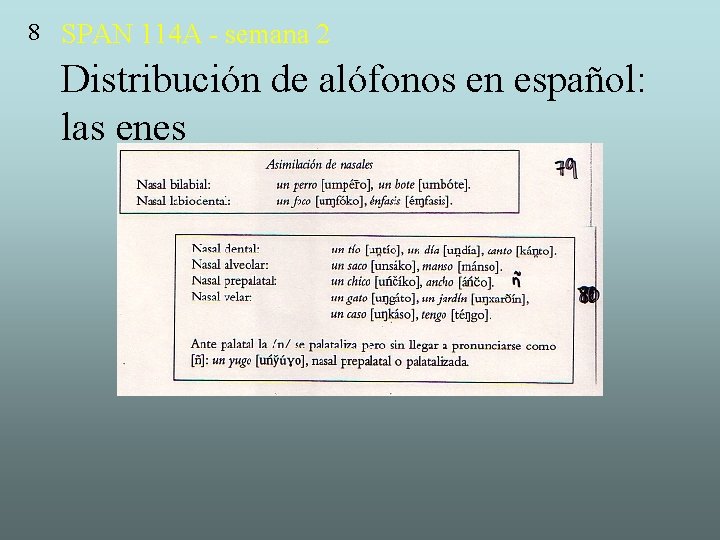 8 SPAN 114 A - semana 2 Distribución de alófonos en español: las enes