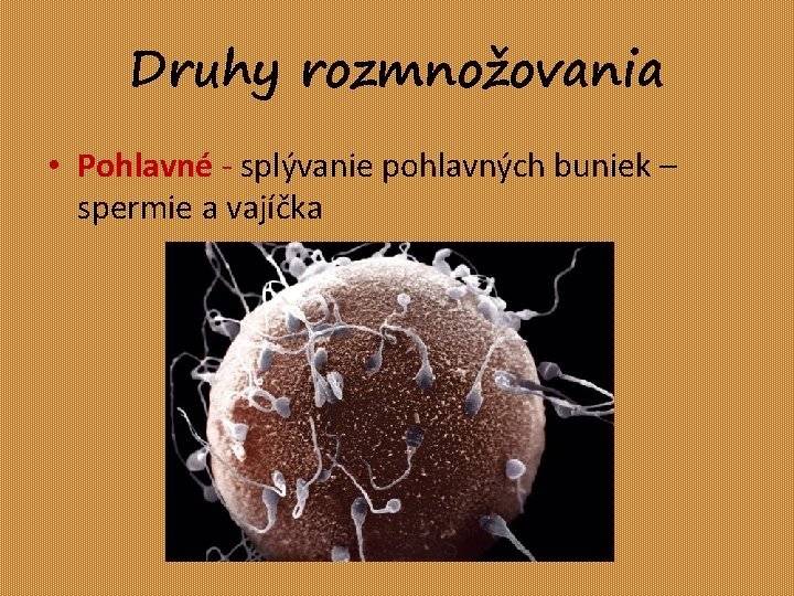 Druhy rozmnožovania • Pohlavné - splývanie pohlavných buniek – spermie a vajíčka 