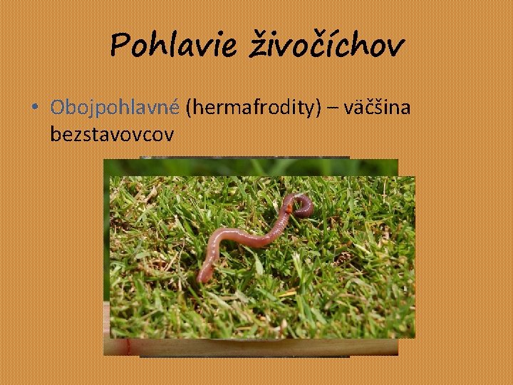 Pohlavie živočíchov • Obojpohlavné (hermafrodity) – väčšina bezstavovcov 