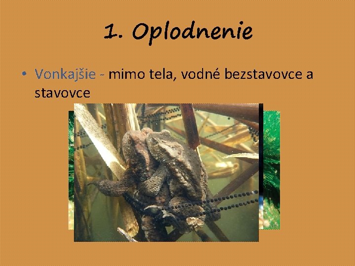 1. Oplodnenie • Vonkajšie - mimo tela, vodné bezstavovce a stavovce 