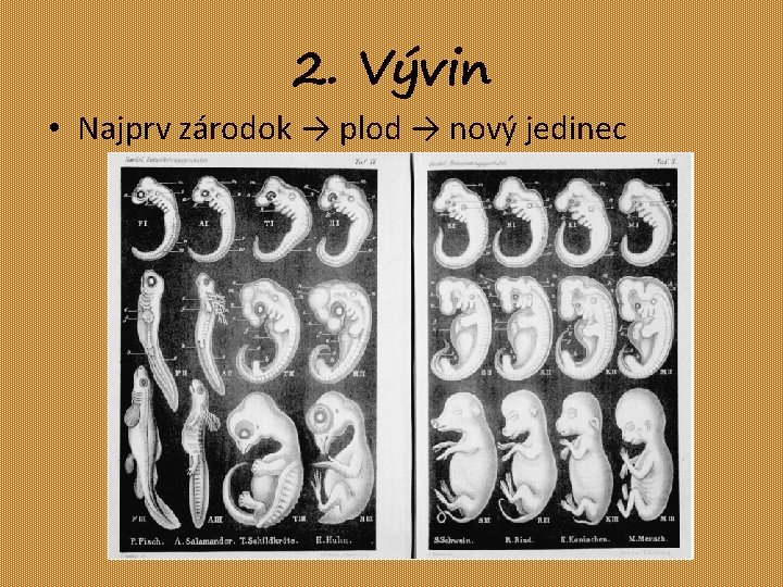 2. Vývin • Najprv zárodok → plod → nový jedinec 