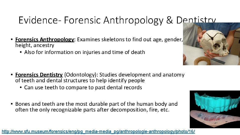 Evidence- Forensic Anthropology & Dentistry • Forensics Anthropology: Examines skeletons to find out age,