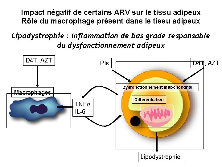 Impact négatif de certains ARV sur le tissu adipeux Rôle du macrophage présent dans