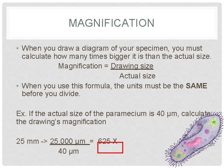 MAGNIFICATION • When you draw a diagram of your specimen, you must calculate how