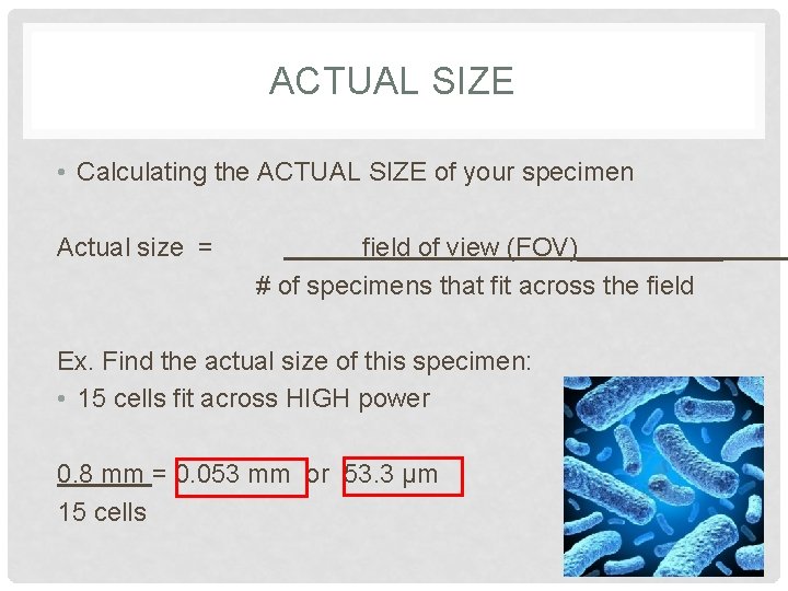 ACTUAL SIZE • Calculating the ACTUAL SIZE of your specimen Actual size = field