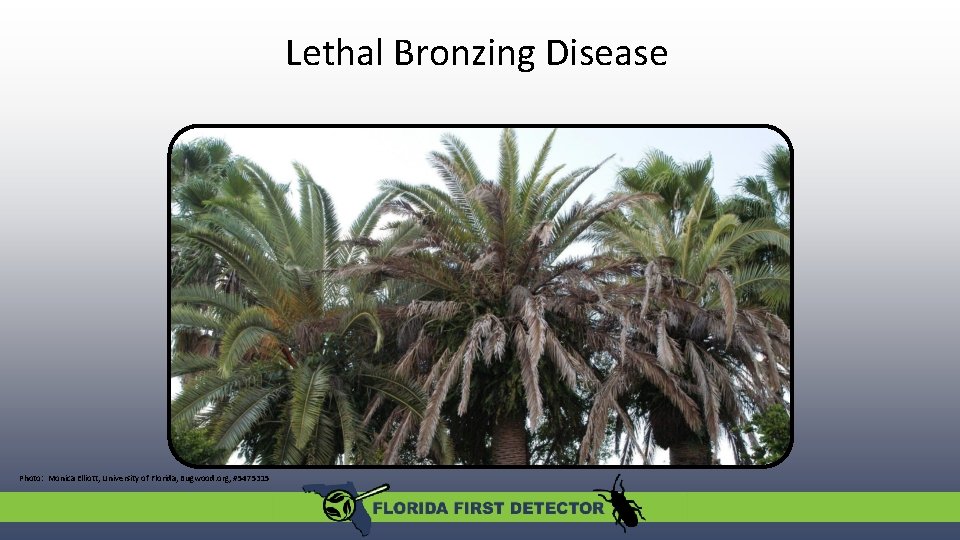 Lethal Bronzing Disease A new palm phytoplasma in Florida Photo: Monica Elliott, University of